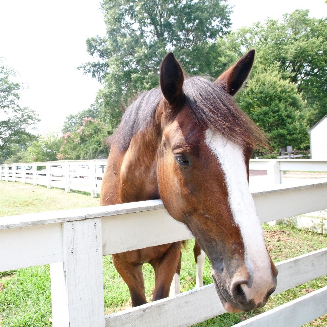 Historic Oak View County Park