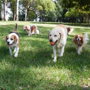 dogs playing at a park