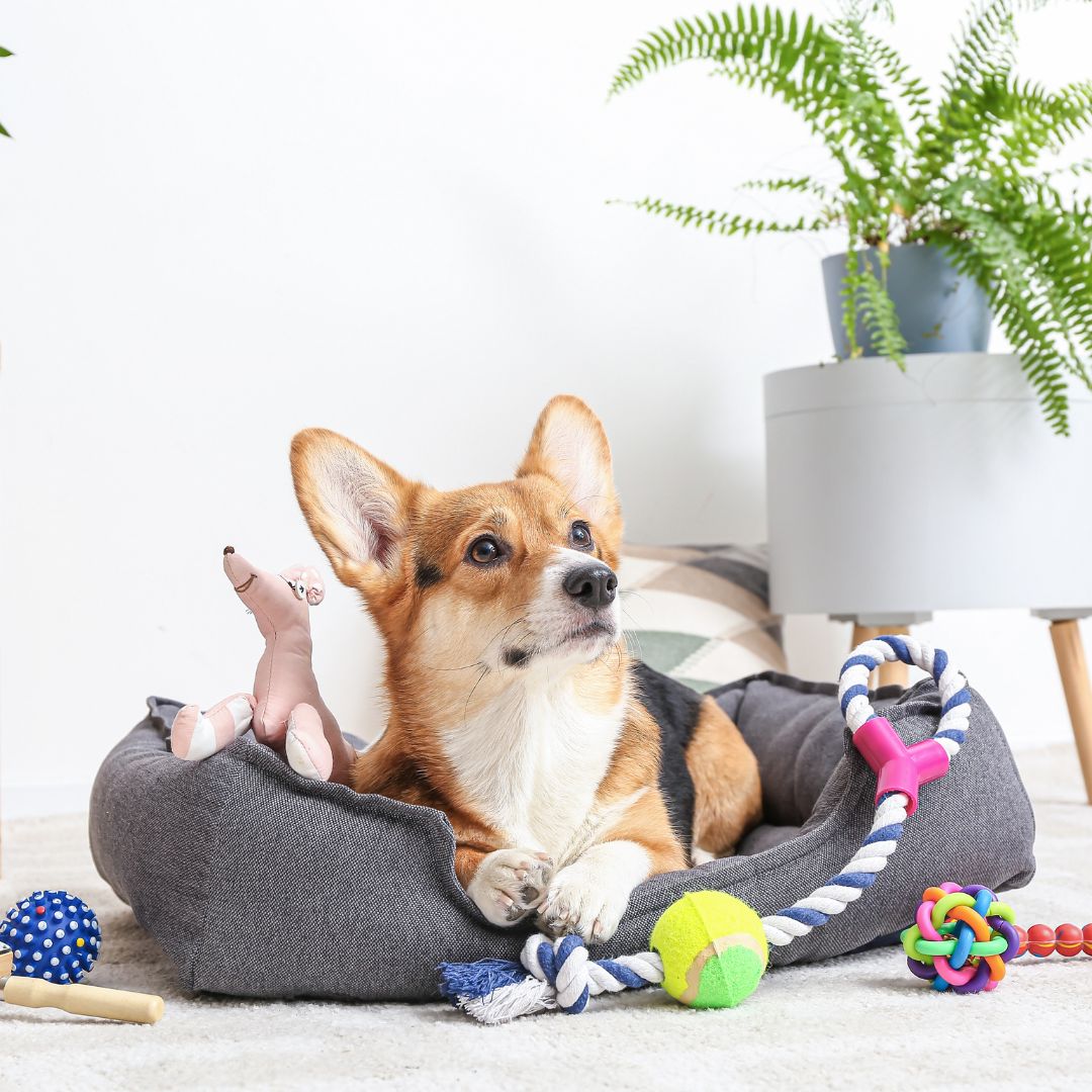 dog in bed surrounding by toys
