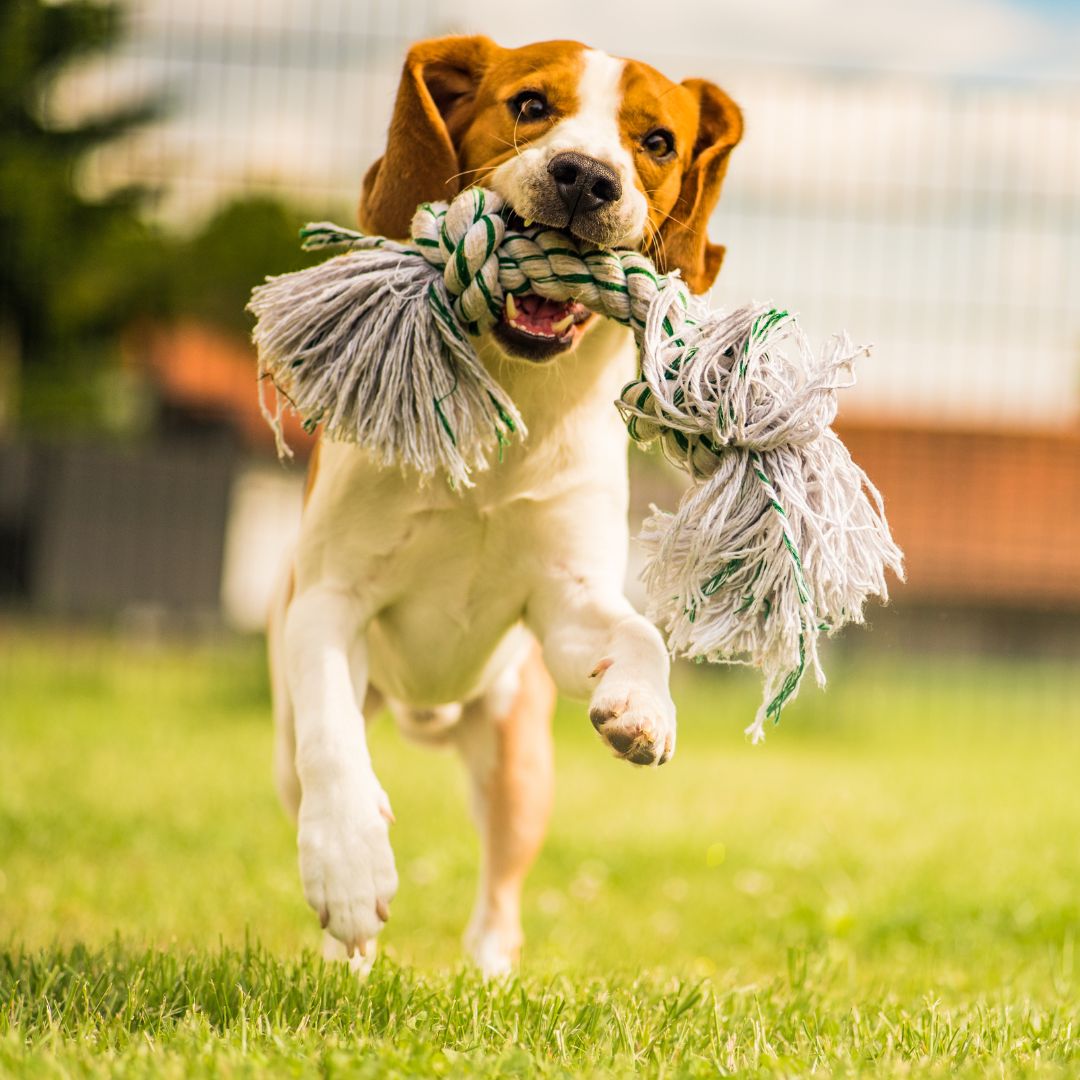 dog running with toy in mouth