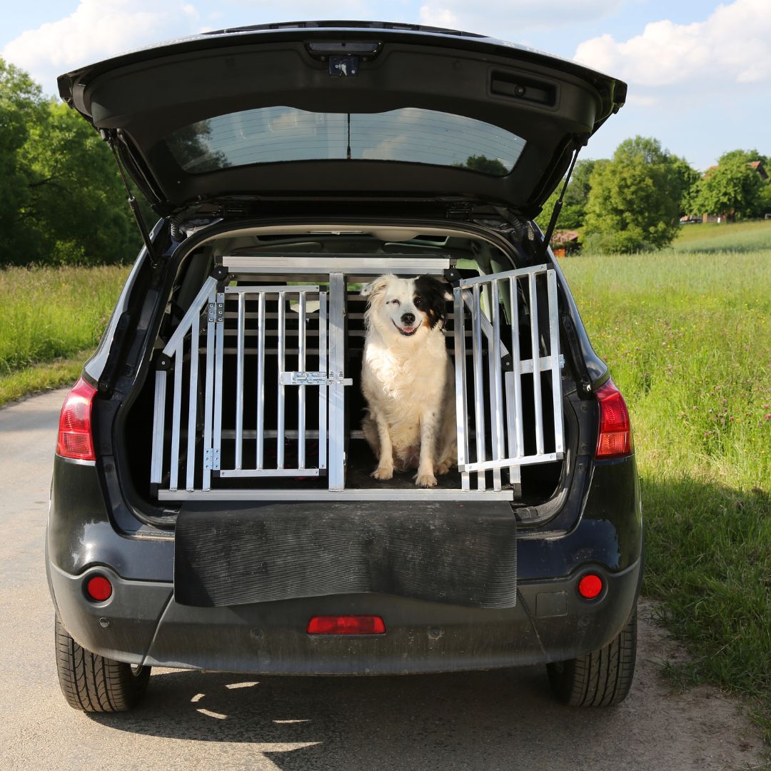 dog in crate in back of car