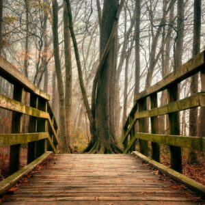 Trail near Lake Benson.