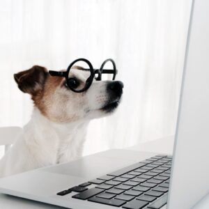 dog searching on computer