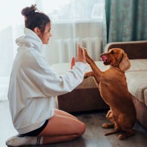 dog high-fiving