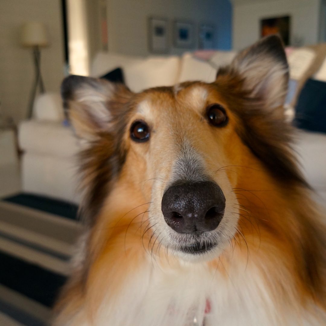 closeup of a dogs face inside of an apartment